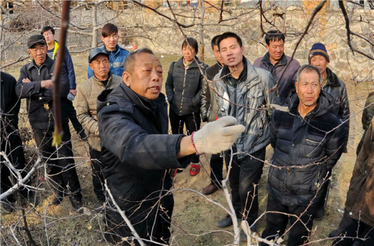 　　李保國（前左）在河北省內(nèi)丘縣崗底村向村民講解果樹修剪知識（2016年1月27日攝）。新華社記者 朱旭東 攝